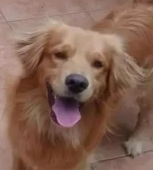 Cachorro raça Labrador com golden idade 2 anos nome Mel e bethoveen