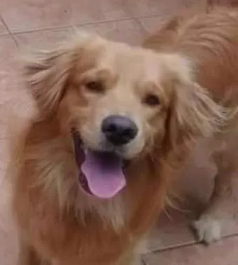 Cachorro ra a Labrador com golden idade 2 anos nome Mel e bethoveen