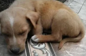 Cachorro raça SRD idade Abaixo de 2 meses nome Sem Nome