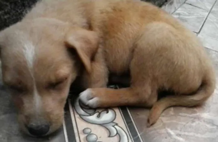 Cachorro ra a SRD idade Abaixo de 2 meses nome Sem Nome