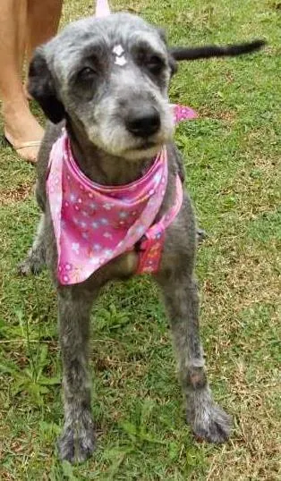 Cachorro ra a SRD idade 6 ou mais anos nome Lilica