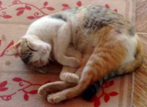 Gato raça  idade  nome Natasha