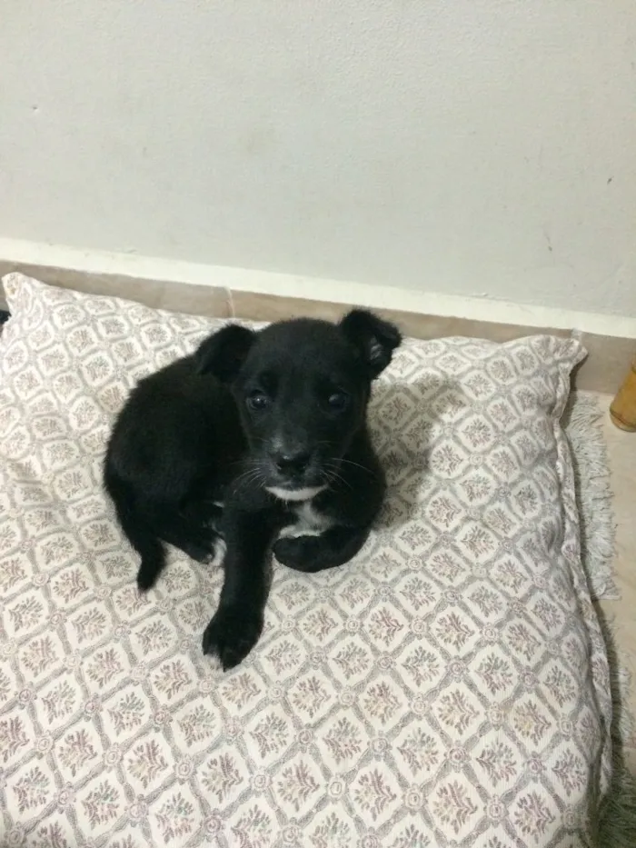 Cachorro ra a Vira-lata idade Abaixo de 2 meses nome Sem nome