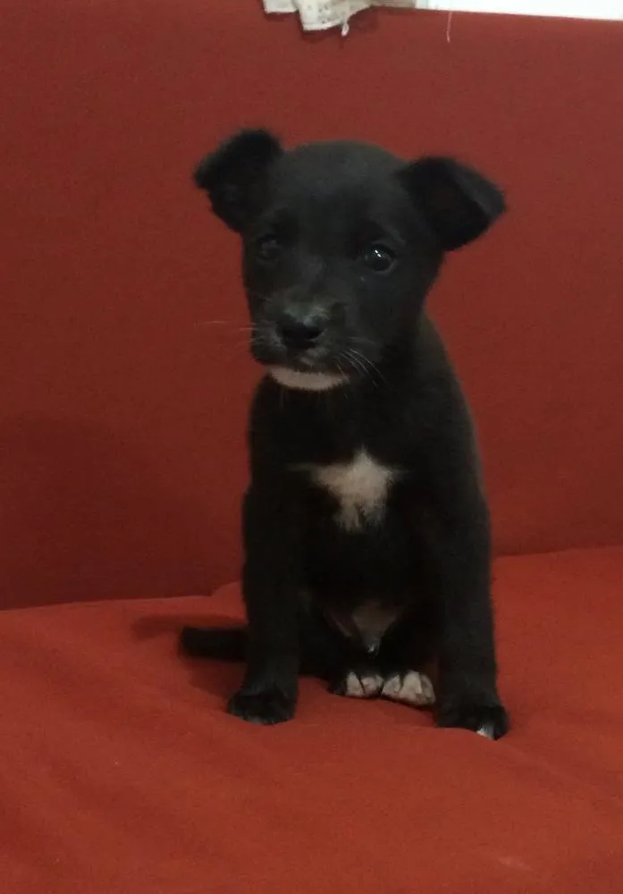 Cachorro ra a Vira-lata idade Abaixo de 2 meses nome Sem nome