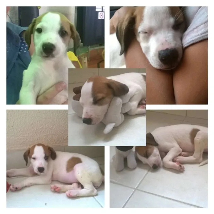 Cachorro ra a vira lata idade 2 a 6 meses nome Zara