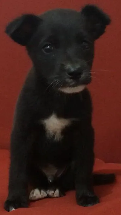 Cachorro ra a Vira-lata idade Abaixo de 2 meses nome Sem nome