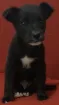 Cachorro raça Vira-lata idade Abaixo de 2 meses nome Sem nome