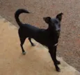 Pelezinho