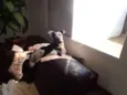 Pelezinho
