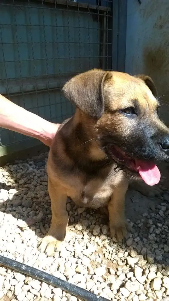 Cachorro ra a SRD idade 2 a 6 meses nome Borges