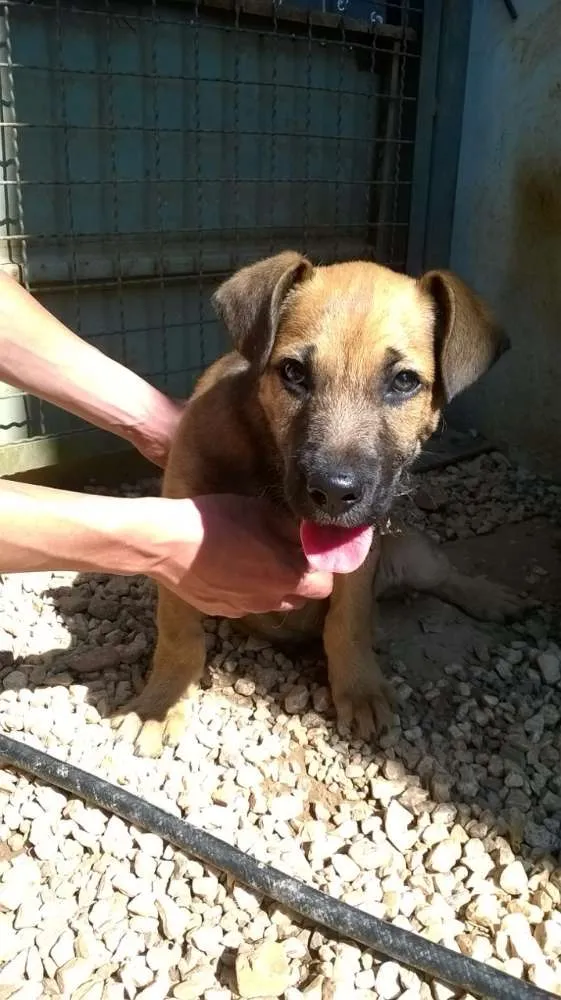 Cachorro ra a SRD idade 2 a 6 meses nome Borges