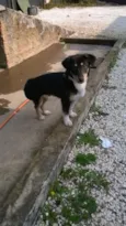 Boris