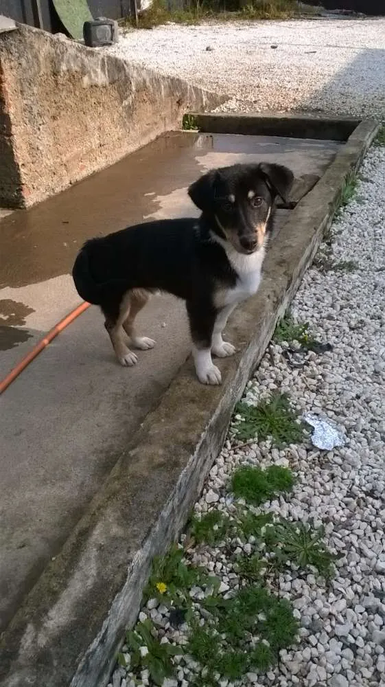 Cachorro ra a SRD idade 1 ano nome Boris