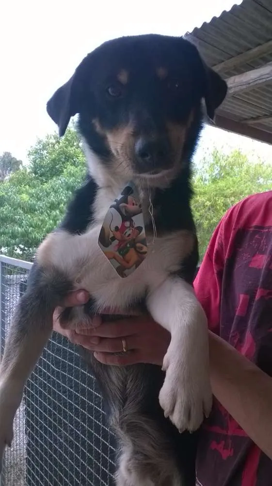 Cachorro ra a SRD idade 1 ano nome Boris