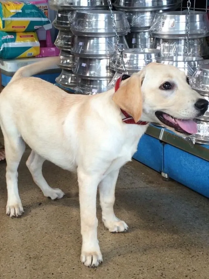 Cachorro ra a Labrador idade 2 anos nome Lunna