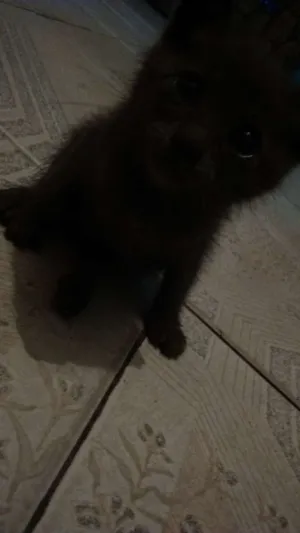 Gato raça  idade 2 a 6 meses nome Bigous