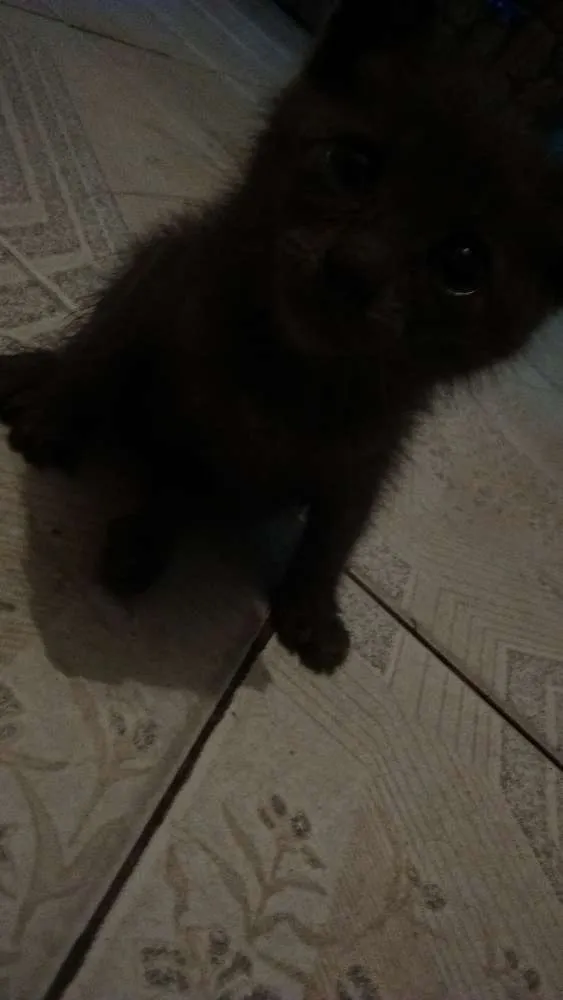 Gato ra a  idade 2 a 6 meses nome Bigous