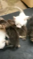 gatos