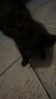 Bigous