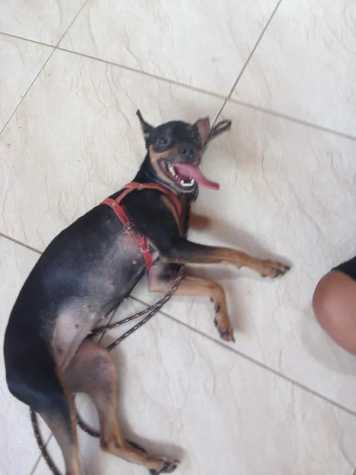 Cachorro ra a Pinscher idade 2 anos nome Meg
