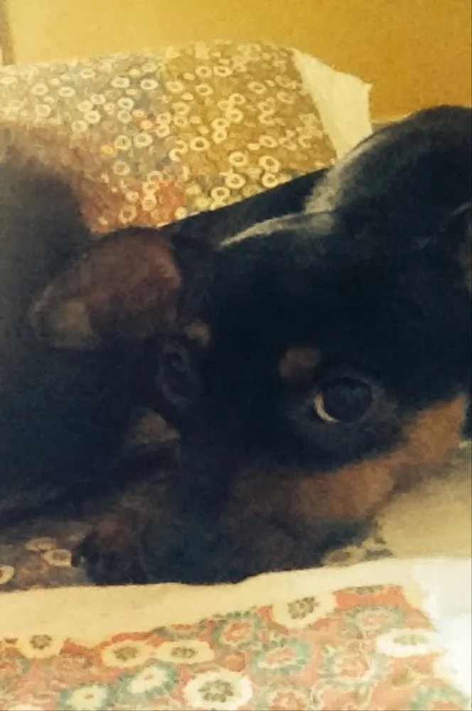 Cachorro ra a Pinscher idade 2 anos nome Meg