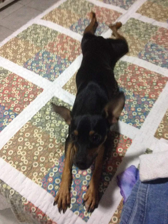 Cachorro ra a Pinscher idade 2 anos nome Meg