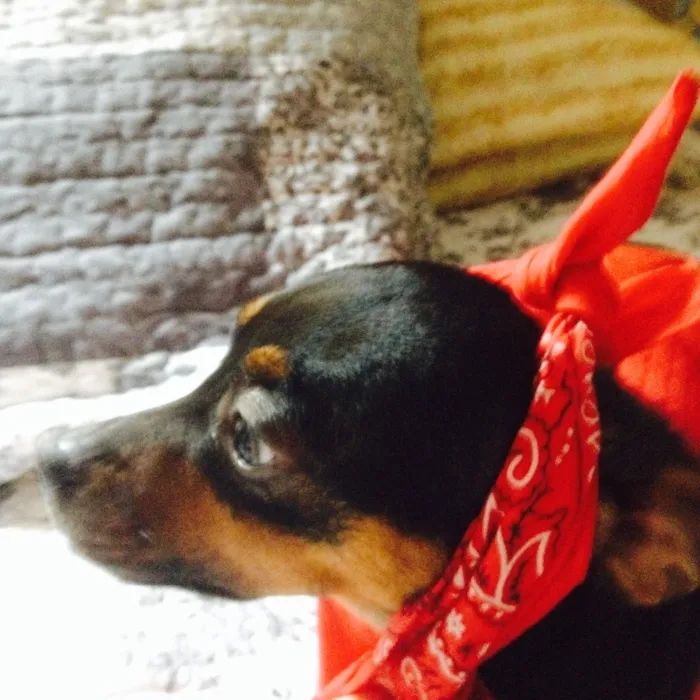 Cachorro ra a Pinscher idade 2 anos nome Meg
