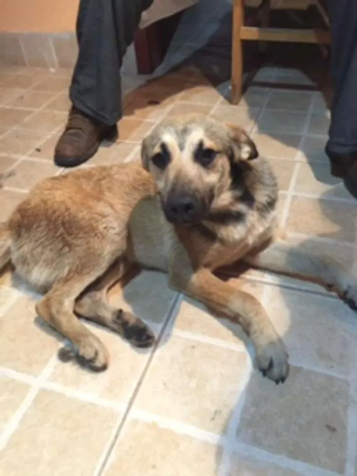 Cachorro ra a SRD idade 7 a 11 meses nome Romeu