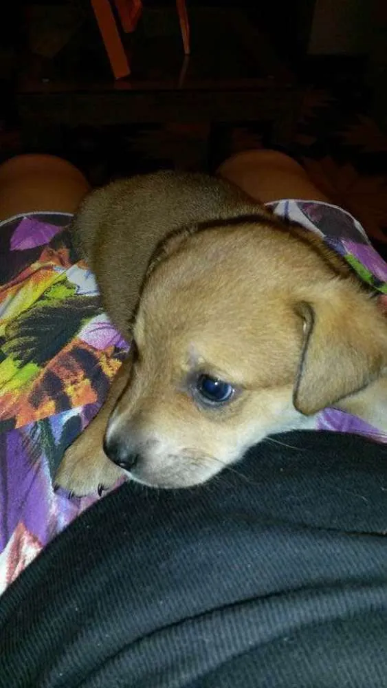 Cachorro ra a SRD idade 2 a 6 meses nome Machinho
