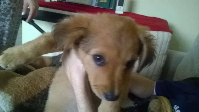 Cachorro ra a Goldendach idade 2 a 6 meses nome Filhote sem nome