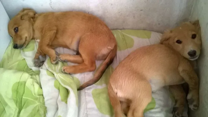 Cachorro ra a Goldendach idade 2 a 6 meses nome Filhote sem nome