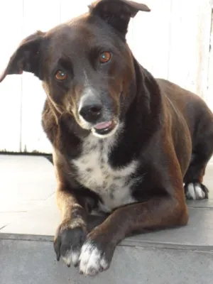 Cachorro raça SRD idade 6 ou mais anos nome Leka