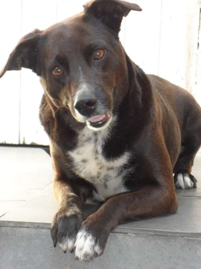 Cachorro ra a SRD idade 6 ou mais anos nome Leka