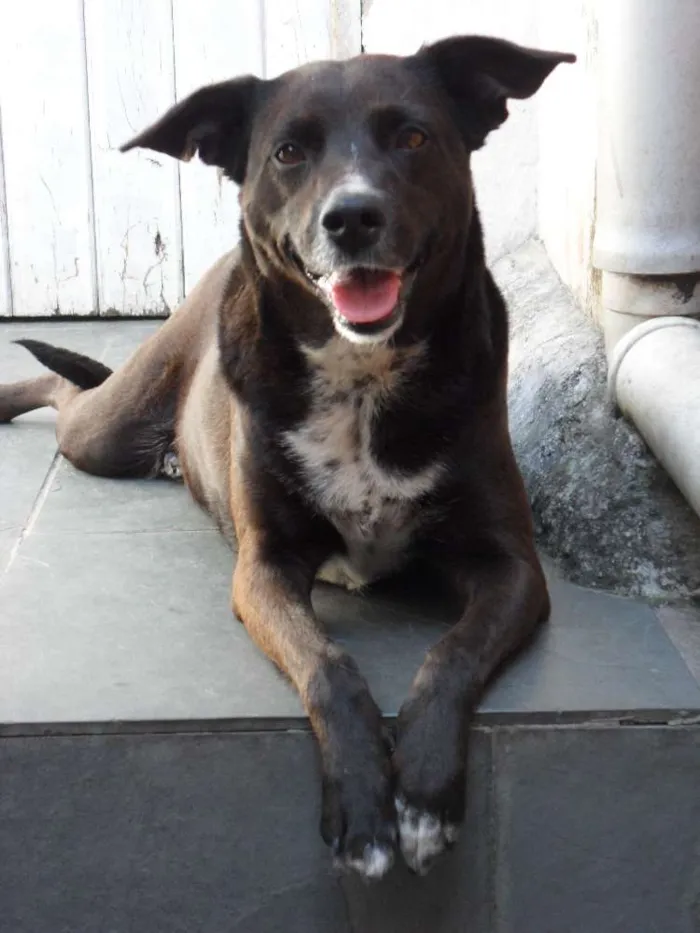 Cachorro ra a SRD idade 6 ou mais anos nome Leka