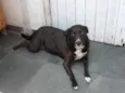Leka