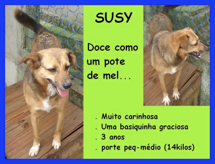 Cachorro ra a  idade 3 anos nome Susy