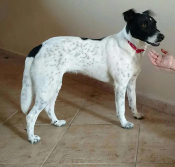 Cachorro raça SRD idade 1 ano nome Lili