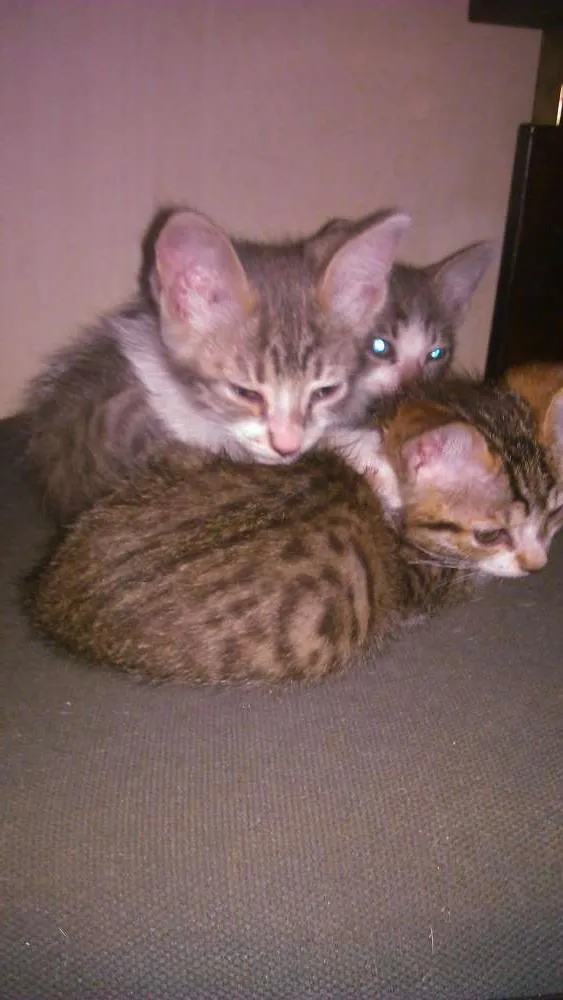 Gato ra a rnd idade Abaixo de 2 meses nome mizujunior
