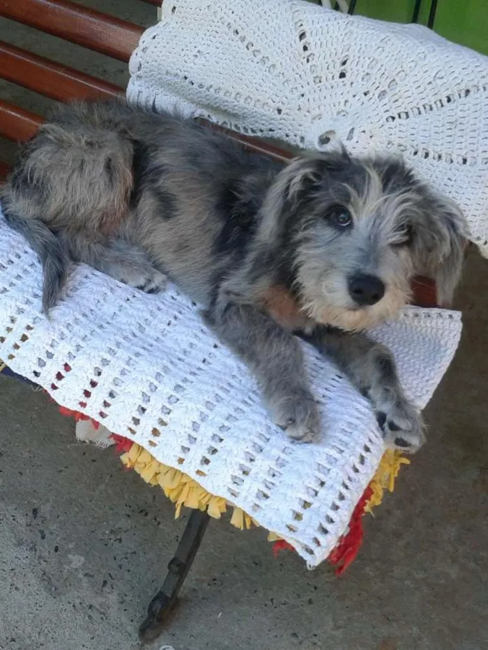 Cachorro ra a SRD idade 7 a 11 meses nome Théo
