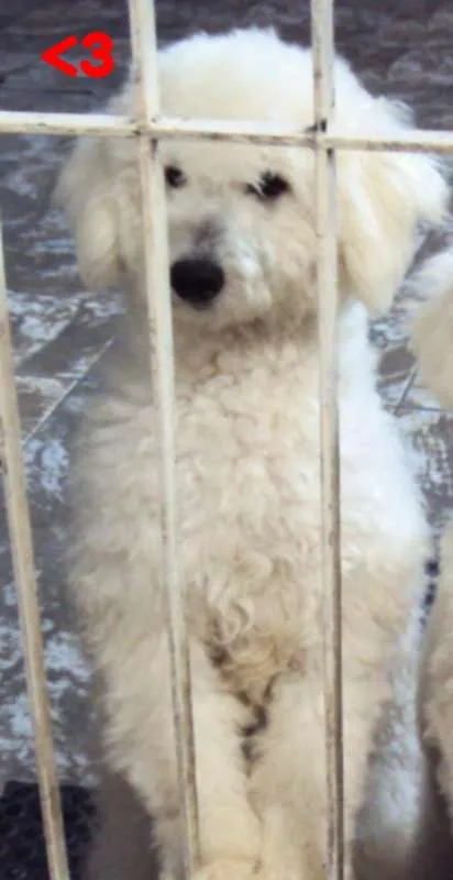Cachorro ra a Poodle idade 4 anos nome Mate