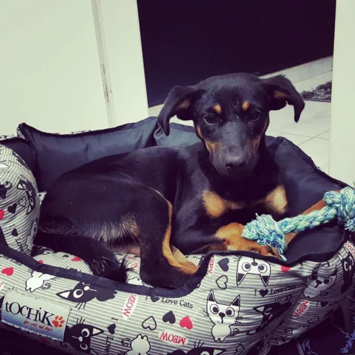 Cachorro raça Vira lata idade 1 ano nome Malu e Sophia