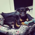 Malu e Sophia