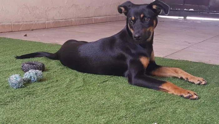 Cachorro raça Vira lata idade 1 ano nome Malu e Sophia