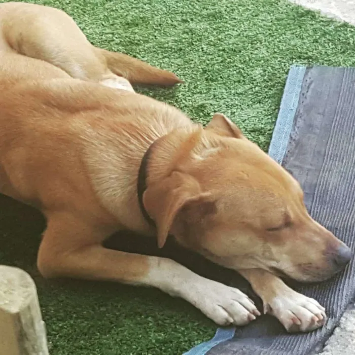 Cachorro raça Vira lata idade 1 ano nome Malu e Sophia