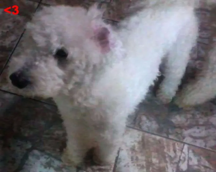 Cachorro ra a Poodle idade 4 anos nome Mate