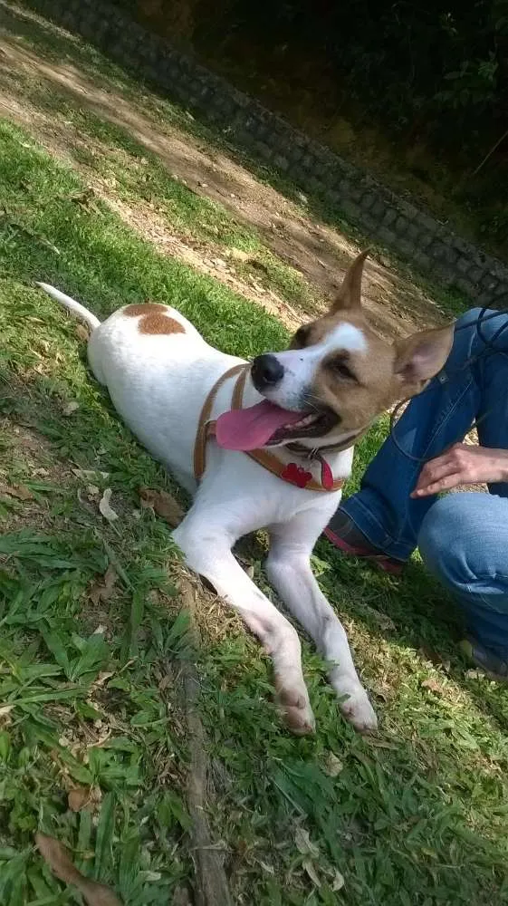 Cachorro raça SRD idade 1 ano nome BENNY