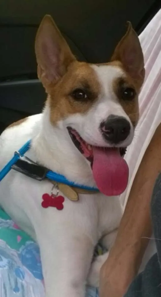 Cachorro raça SRD idade 1 ano nome BENNY