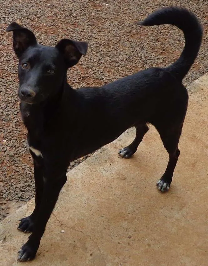 Cachorro ra a Indefinida idade 7 a 11 meses nome Pelezinho