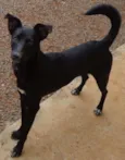 Pelezinho