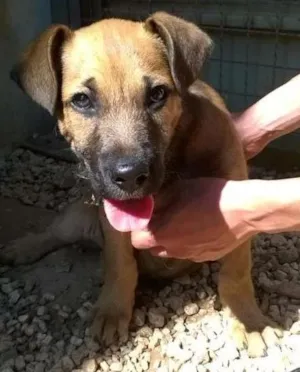 Cachorro raça SRD idade 2 a 6 meses nome Borges